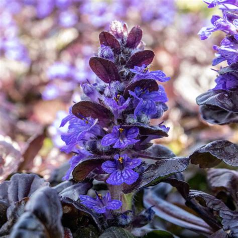 Ajuga Plant 'Reptans Black Scallop' | Marshalls Garden