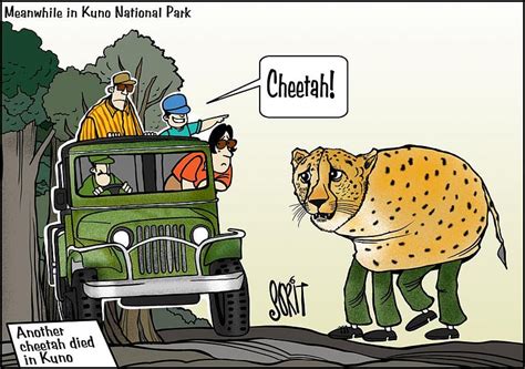 Simply Put: Finding Kuno’s cheetahs