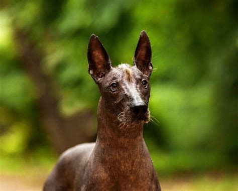 Мексиканская голая собака (Mexican Hairless Dog) - это милая, умная и легкообучаемая порода ...