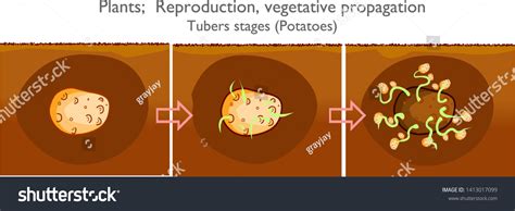 Image result for Vegetative Reproduction Potato
