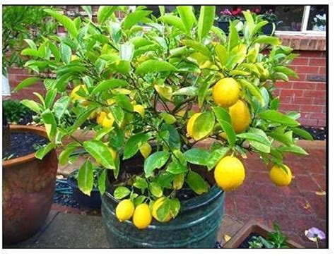 Mosambi plant hybrid (Pack of 1) : Amazon.in: Garden & Outdoors