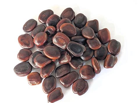 Generic Pt Tamarind Seeds - New Fresh And Damage Checked Seeds | First ...