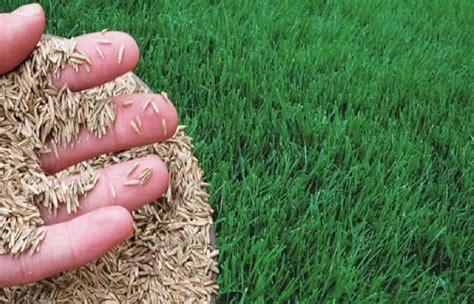 best bermuda grass seed Pack Of 6000 : Amazon.in: Garden & Outdoors
