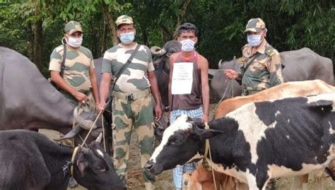 Assam: BSF apprehends Indian smuggler, rescues 201 cattle - assam bsf ...