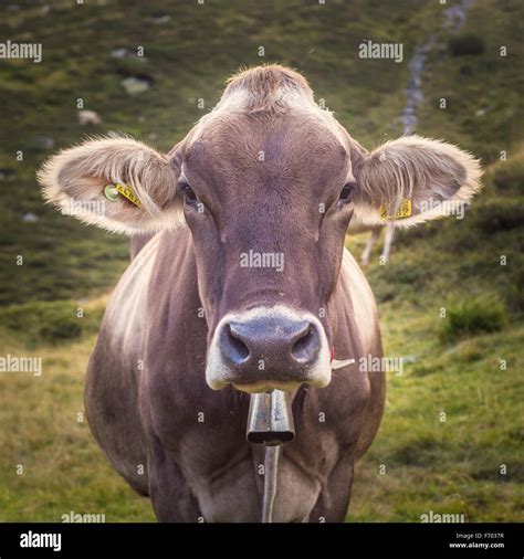 Brown swiss cow hi-res stock photography and images - Alamy