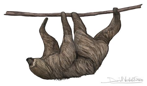 Image result for How to Draw a Two Toed Sloth