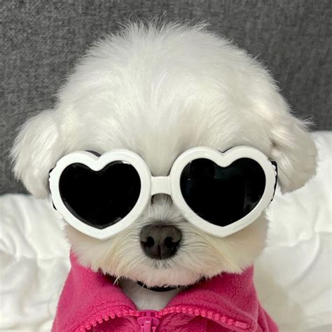 Adorable Dog with Heart Shaped Sunglasses