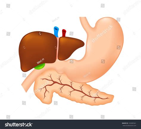 Stomach, Liver And Pancreas Stock Vector Illustration 103385561 ...
