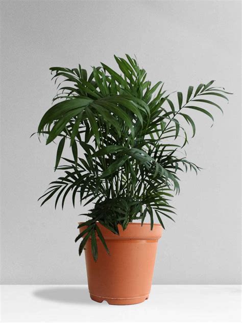 Perfect Entrance Plant: Best Plants for Entrance as Per Vastu – Greenkin