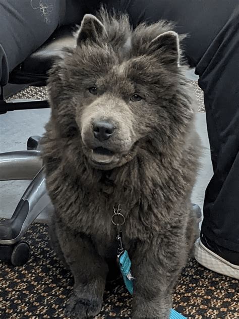 My HR manager got a new puppy : r/aww