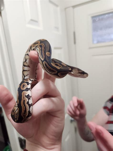 Image result for Beautiful Ball Python