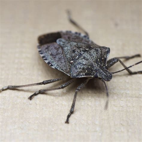 Why Do Stink Bugs Smell? · ExtermPRO