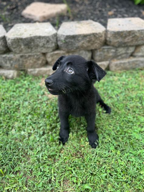 Animal Shelters in Las Vegas, NV - Find Paw Pal