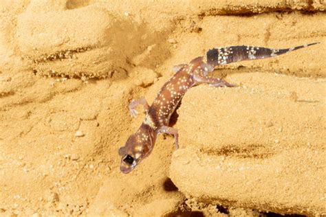 Barking Gecko Making Noise 的图像结果