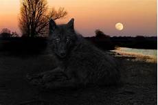 Black Alpha Wolf Wallpaper by 70 Black Wolf Wallpaper On Wallpapersafari Black Alpha Wolf Wallpaper