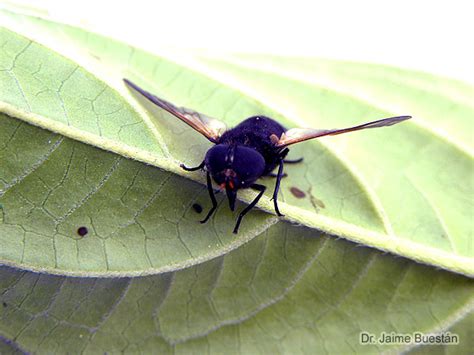 Insectos del Ecuador