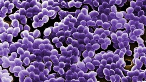 Rapid PCR Kit to Detect Multi Drug Resistant Bacteria - EE Times India