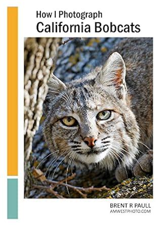 How I Photograph California Bobcats eBook : Paull, Brent: Amazon.in ...