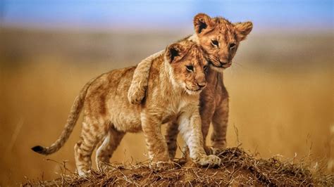 Brotherly Love Lion Cubs Photo Animals From Savannah Desktop Hd Wallpaper For Mobile Phones ...