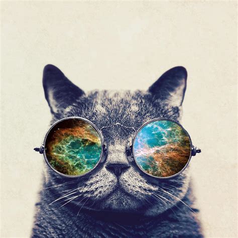 Cat With Glasses Wallpapers - Wallpaper Cave