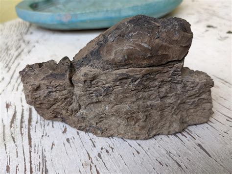 Image result for Sea Shell Fossil