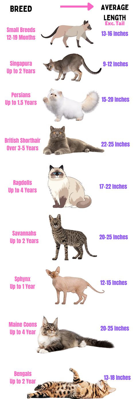 When Do Cats Stop Growing?: Beyond Kittendom