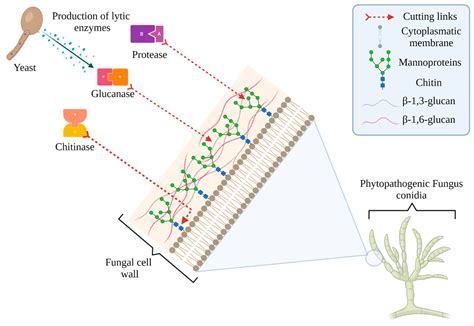 A Sustainable Alternative for Postharvest Disease Management and ...