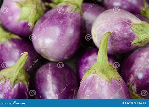 Eggplant fruit stock image. Image of pink, gardening - 60292879