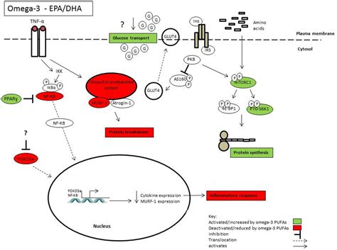 Omega-3 Fatty Acids and Skeletal Muscle Health