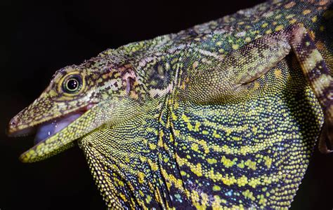 IUCN SSC Snake and Lizard Red List Authority | IUCN