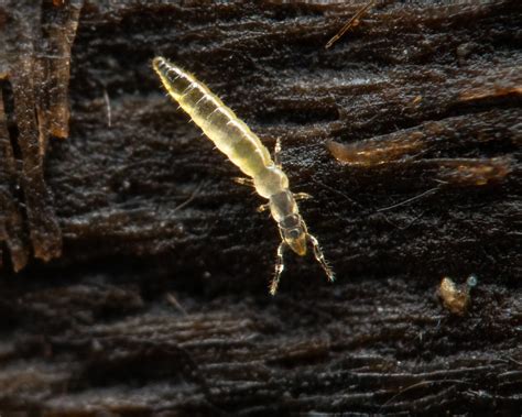 Protura Telsontails Proturans