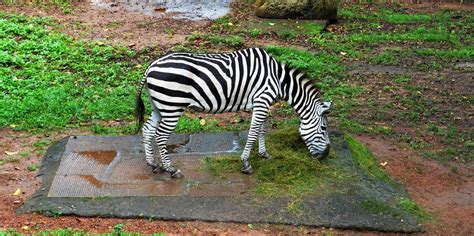Thiruvananthapuram Museum and Zoo, Trivandrum - Experience Kerala