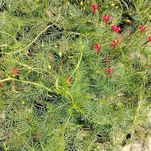 Star Glory Creeper Plant Pack 1 : Amazon.in: Garden & Outdoors