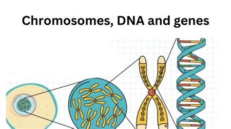 Image result for Gene Decoding