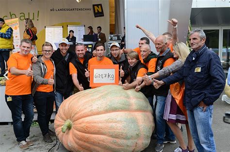 Japans größter Kürbis wurde mit ungewöhnlicher Methode gezüchtet