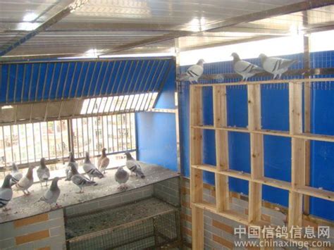 永安170鸽舍--中国信鸽信息网相册