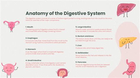Image result for Digestive System Slides