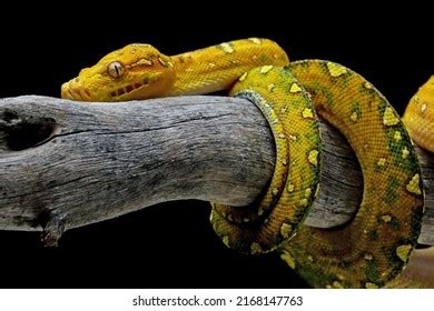 Image result for Python Snake Facing Forward