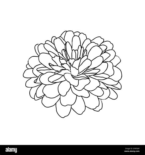 Chrysanthemum Drawing Chrysanthemum Drawing Practice. : R/drawings