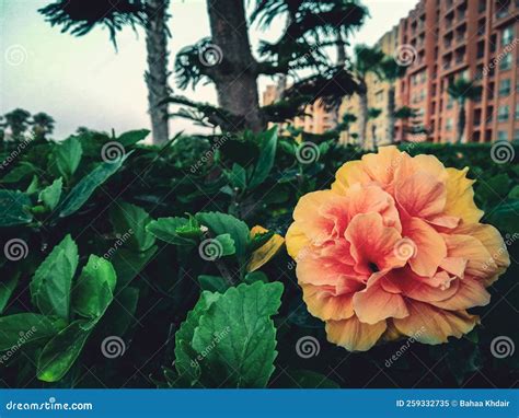 Yellow and orange flower stock image. Image of orange - 259332735