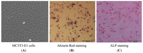 Substance P Activates the Wnt Signal Transduction Pathway and Enhances ...