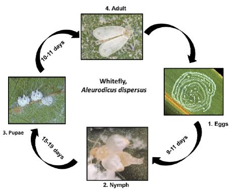 Tapioca Insect and Mite Pests — Vikaspedia
