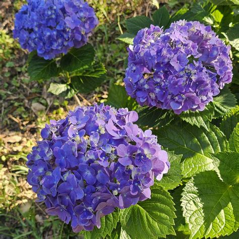 Royal Purple Big Leaf Hydrangea - 4'H or Less Small Shrubs - Almost Eden