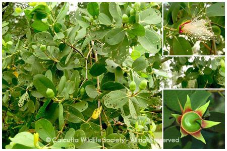 Mangrove Eco Garden | Chak Keora