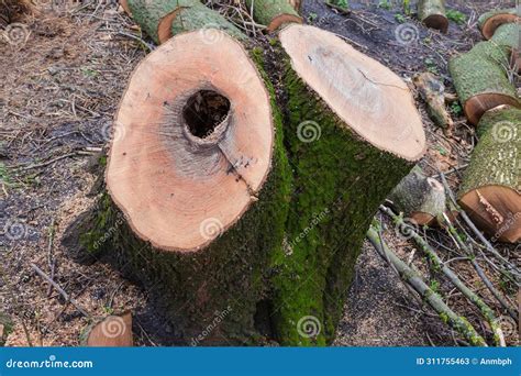 Double Stump of the Old Thick Ash Tree with Hollow Stock Image - Image of tree, trace: 311755463