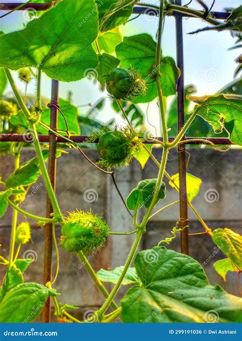 Mini Passion Fruit Plants Cultivated in Residential Gardens Stock Photo ...