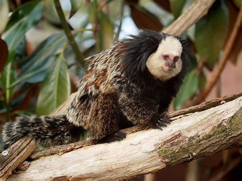 Image result for Mutant Animals