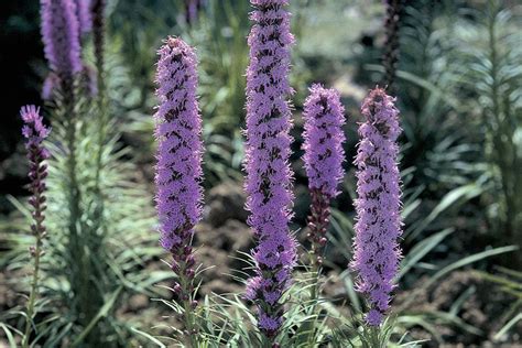 Image result for liatris images