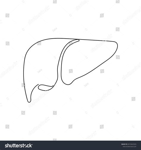 Liver Drawing