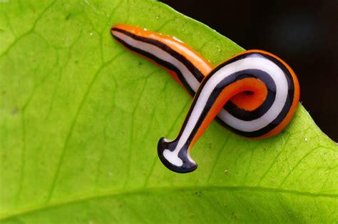 Earthworm Mouth Under Microscope